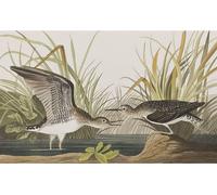 John James Audubon - imprimé "Solitary Sandpiper" PM5448 (80 cm x 60 cm) (Vert/Noir/Blanc)