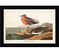 John James Audubon - Poster encadré "Bécasseau à poitrine rousse" PM5442 (30 cm x 40 cm) (Blanc/Bleu/Marron)