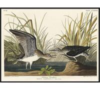 John James Audubon - Poster encadré "Bécasseau solitaire" PM5439 (40 cm x 30 cm) (Blanc/Vert/Noir)