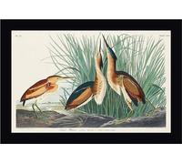 John James Audubon - Poster encadré "Least Bittern" PM5440 (60 cm x 80 cm) (Vert/marron/noir)