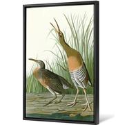 John James Audubon - Poster encadré "Poule des marais salants" PM5441 (40 cm x 30 cm) (Vert/Blanc/Marron)