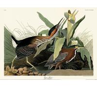 John James Audubon - Poster "Héron vert" PM4243 (60 cm x 80 cm) (vert/brun/noir)