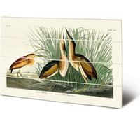 John James Audubon - Tableau "Least Bittern", en bois, S PM5673 (59 cm x 40 cm) (Vert/Blanc/Jaune)