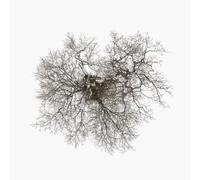 John Metcalfe - Tree [New CD]