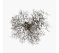 John Metcalfe - Tree [Vinyl Lp]