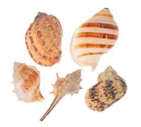 JOINPAYA 5 Pièces Coquille de conque réservoir océan Naturel Contexte du Poisson-Poisson Coquillage refuges décoration de Plage conque décorative coquilles de Crabe ermite
