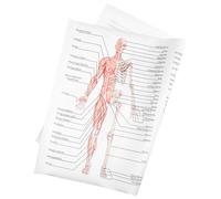 JOINPAYA Affiche D'anatomie Scientifique Pratique et Facile à Lire en Tissu de Soie Squelette et Muscles pour Laboratoire et École