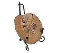 JOINPAYA Modèle D'ammonite Fossilisé Échantillon Naturel Préservé pour Décoration de Table pour Collectionneurs et Amateurs de Géologie