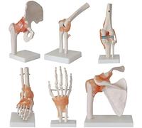 Joint Humain Modèle 6 pièces Life-Size Os anatomiques pour Pied Hip Knee Shoulder Elbow Educational Teaching Aid Durable PVC Display Stand