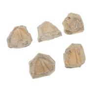 jojofuny Ensemble de 5 Fossiles Trilobites Naturels pour Décoration et Collection Éducative, Forme Aléatoire, Matériau Fossile, pour Cours et Fêtes