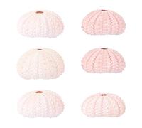 jojofuny Lot de 6 Pots de Fleurs Oursin en Coquille Naturelle Taille Moyenne Couleur Aléatoire pour Plantes Aériennes Tillandsias et Cactus Décoration Intérieure et Couleur Aléatoire