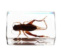 jojofuny Spécimen de Résine Insecte Résine, Décoration Artisanale Légère Détails Uniques, Collection et L'éducation Scientifique des Garçon et Filles