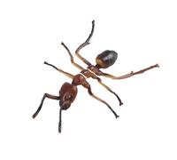 JOKFEICE Figurines d'insectes : fourmi fine réaliste, jouet éducatif pour projets scientifiques et décoration de gâteau pour enfants