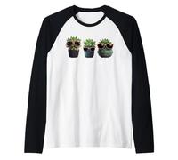 Jolies Plantes succulentes en Pot, Plantes succulentes en Pot Manche Raglan