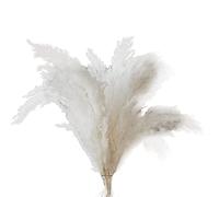 Jolsaawie Herbe de Pampa Blanche - 10 Tiges d'herbe de Pampa Moelleuse pour Mariage, et DéCoration D'éVéNement - Herbe de Pampa SéChéE