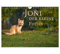 Joni, der kleine Fuchs (Wandkalender 2026 DIN A4 quer), CALVENDO Monatskalender: Ein kleiner Fuchs entdeckt die Welt