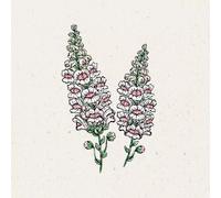 Jora Dahl Antirrhinum Majus "Appleblossom" - Muflier à Grandes Fleurs - 1 sachet