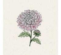 Jora Dahl Aster de Chine "King Size Appleblossom" - 1 sachet