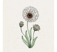 Jora Dahl Calendula "Snow Princess" - Souci - 1 sachet