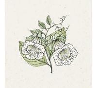 Jora Dahl Cobaea scandens "Alba" (Cobée Grimpante) - 1 sachet