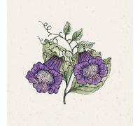 Jora Dahl Cobaea Scandens "Violet" - 1 sachet