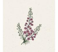 Jora Dahl Dauphinelle des Champs "Qis Rose" - 1 sachet
