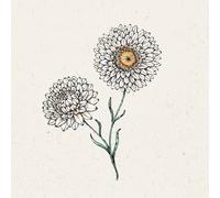 Jora Dahl Helichrysum Bracteatum "White" - 1 sachet