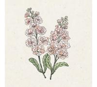 Jora Dahl Matthiola Incana "Iron Apricot" (Giroflée des Jardins) - 1 sachet