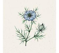 Jora Dahl Nigella Damascena "Miss Jekyll" - Nigelle de Damas - 1 sachet