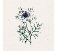 Jora Dahl Nigella papillosa "African Bride" - Nigelle d'Espagne - 1 sachet
