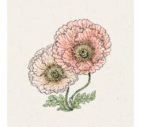 Jora Dahl Pavot d'Islande "Colibri Rosa Chiaro Pastello" - 1 sachet