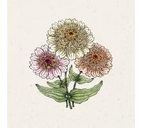 Jora Dahl Zinnia "Cresto ! Peaches & Cream" - 1 sachet