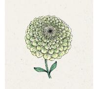 Jora Dahl Zinnia elegans "Benary’s Giant Lime" (Zinnia Élégante) - 1 sachet