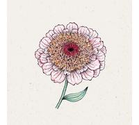 Jora Dahl Zinnia elegans "Zinderella Lilac" - Zinnia - 25 pièces