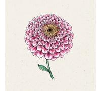 Jora Dahl Zinnia "Zahara Double" - 1 sachet