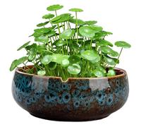 Jorzer Lotus Pot de fleurs rond en céramique pour intérieur/extérieur, base antidérapante pour plantes succulentes, 16,5 x 6,3 cm