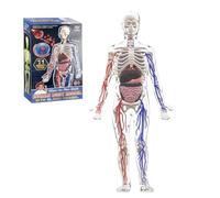 Jorzer Modèle de Structure du Corps Humain pour Enfants, modèle de Corps Humain 3D pour Enfants avec os, Organes et vaisseaux sanguins Amovibles pour l'anatomie