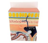 JOSBY Modèle Anatomique Multicouche du Crâne, Modèle Anatomique Agrandi De La Base du Crâne, Outils Pédagogiques Hospitaliers, Modèles Écologiques du Cuir Chevelu Et De La Structure À 5 Couches du