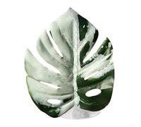 Jouet Araignée Sauteuse pour Reptiles | Fournitures pour Animaux De Compagnie Simulées avec Ventouse - Décor D'Habitat pour Araignée Sauteuse | pour Terrarium Serpent Animaux Zoo Et Oiseau