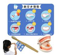 Jouet de brossage des dents, Jouet de brossage des dents pour - Se brosser les dents en enseignant aux jouets pour | Ensemble de modèles de dents pour pour l'enseignement des