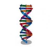 Jouet D'enseignement En Abs Facile À Utiliser Pour Enfant, Modèles De Dna Humains, Équipement D'expérimentation