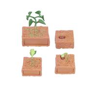 Jouet modèle de phase de croissance des plantes,Cycle de vie des plantes de haricots,Jouet modèle de phase de croissance des haricots,Jouet éducatif de cycle de vie des plantes,Jouet de cycle de crois