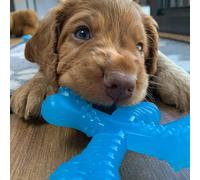 Nylabone Jouet à mâcher X Bone pour chiots 0-7 kg, arôme bœuf XS