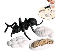 Jouet Sur Le Cycle De Vie D'insecte, Jouet Animal Éducatif Précoce - Créatif Et Amusant, Développement Des Capacités Cognitives Des Bébés Adapté Aux Bébés De 3 Ans Et Plus (fourmis ouvrières)