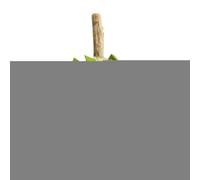 Jouets à à Chat | Jouets à mâcher | Simulation de Fruits pour la Conception, Exciter la Mastication du Chaton, réduire l'ennui, Nettoyer Les Dents, Jouer Calme à l'intérieur