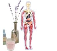Jouets anatomiques pour garçons et filles - Jouet éducatif et didactique pour l'apprentissage des - Modèle d'anatomie interactive - Pour la maison, l'école, le salon, la chambre et le sel