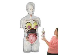 Jouets d'Anatomie pour ,Kit de Grossesse Interactif avec Organes Amovibles | Kit d'Assemblage Anatomique Réaliste, Figurine Articulée Éducative, Os Humain STEM pour Élèves, , Garçons et Filles, Salle