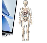 Jouets D'anatomie Pour | Modèle Scientifique d'Anatomie du Corps Humain,Figurine Interactive de Squelette pour Apprentissage Scolaire à Domicile