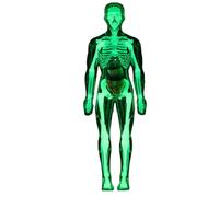 Jouets D'anatomie Pour - Modèle Scientifique d'Anatomie du Corps Humain,Figurine Squelette Réaliste Éducative Interactive Pour Apprentissage École Maison