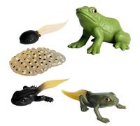 Jouets Du Cycle De Vie Des Insectes - Figurines D'insectes Réalistes, Ensemble De Jeu Éducatif Assorti, Modèles D'apprentissage Scientifique | Kit De Cycle De Vie Animal Engageant Pour , Jeu Éd